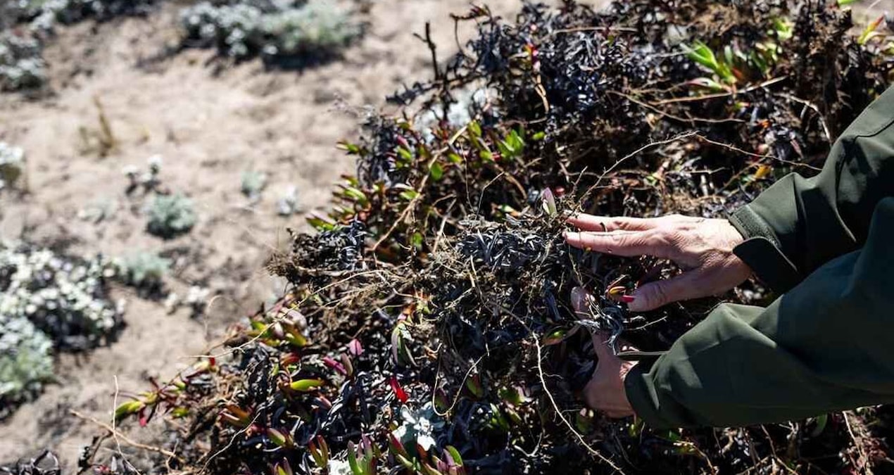California’da istilacı otoban buz bitkisi doğal yaşamı tehdit ediyor