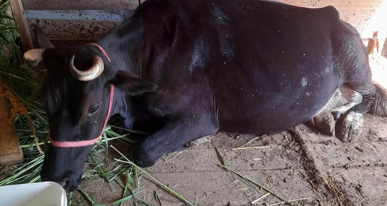 Samsun’da yeğen, amcasını vurarak öldürdü; ahırda mermi bulundu