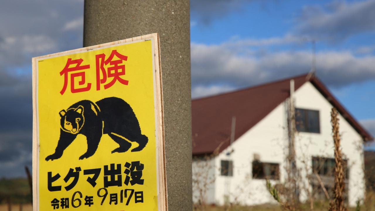Japonya’da ayı saldırıları rekor seviyeye ulaştı, 14 bin ayı itlaf edildi