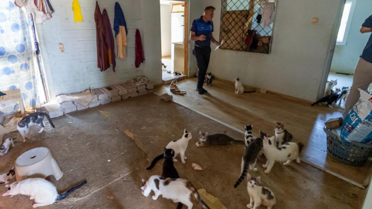 Kocavilayet Mahallesi’nde bir evde 100 kedi bulundu