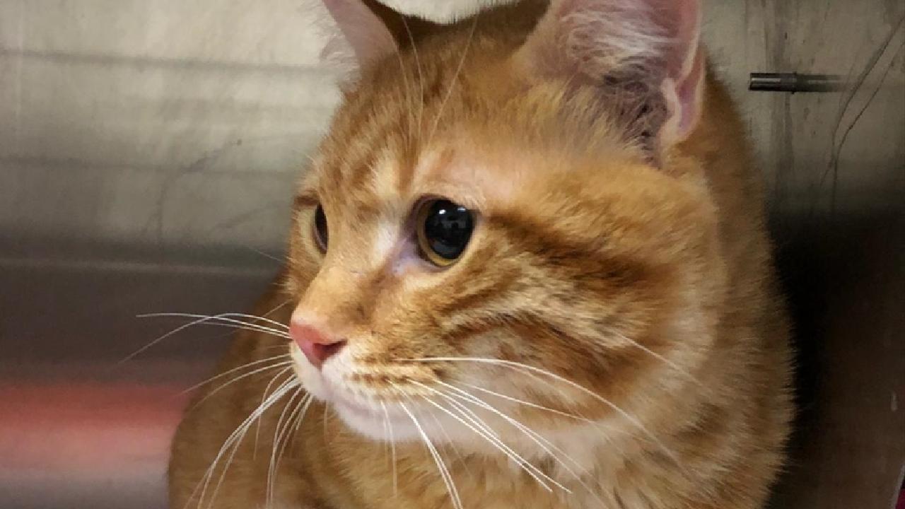 On yıl sonra kaybolan kedi Charlie evine döndü