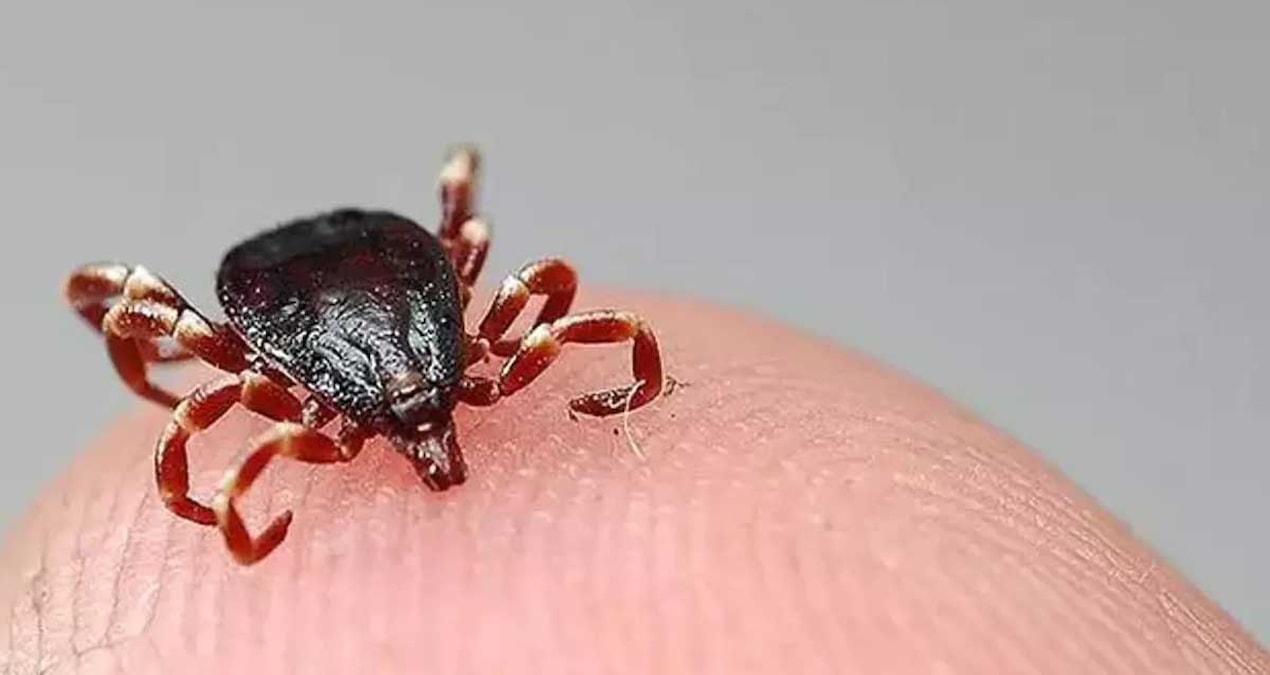 Sivas’ta kene vakaları sonrası tedavi gören hastalarla ilgili sağlık uyarıları