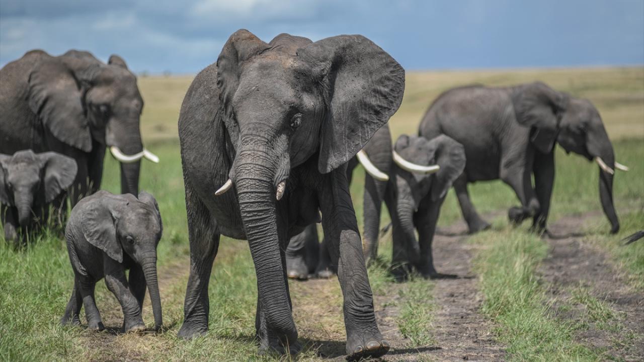 Amboseli Milli Parkı’nda fil ölümleri 17’ye yükseldi