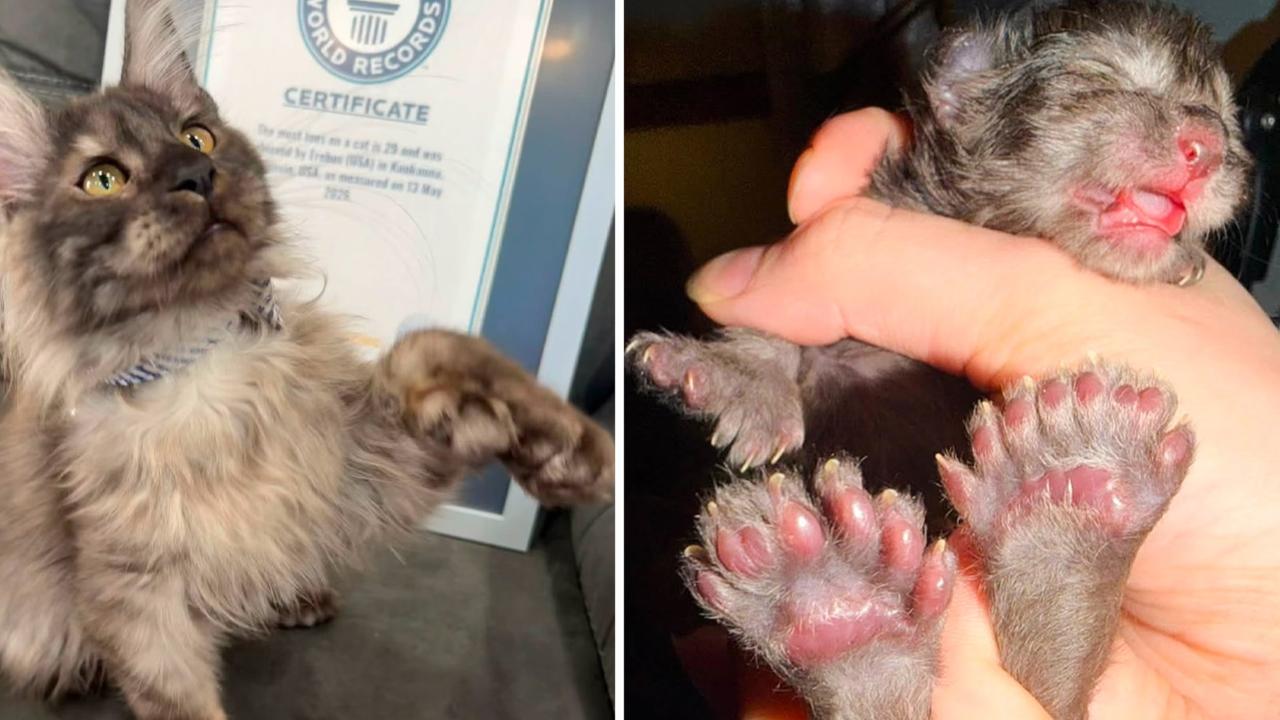 Wisconsin’li kedi Erebus, en çok parmağa sahip kedi rekorunu kırdı