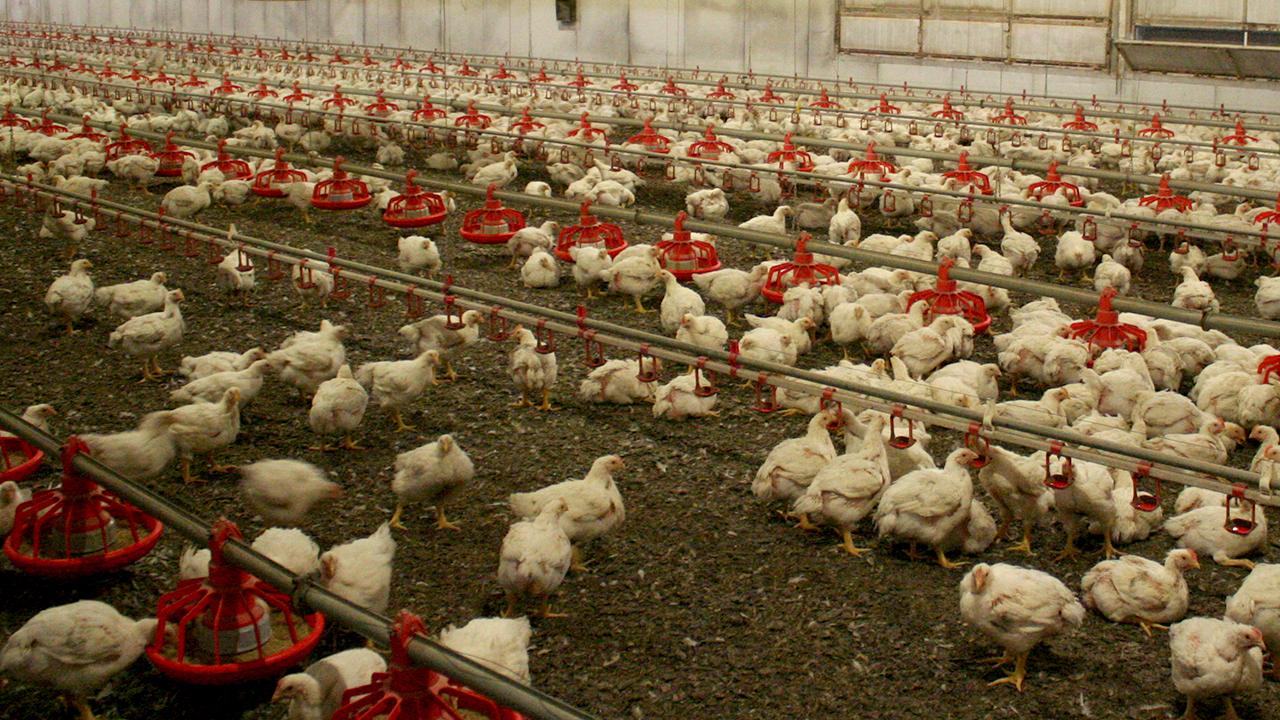 Avustralya’da H5N1 kuş gribine karşı risk altındaki yerli kuş türlerinin aşılanması planı