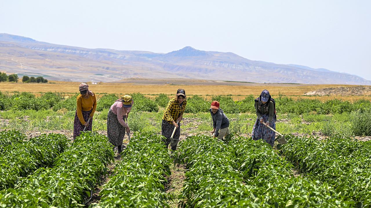 Tarım ve Orman Bakanlığı, 2,9 milyon çiftçiye 106 milyar lira destek sağladı