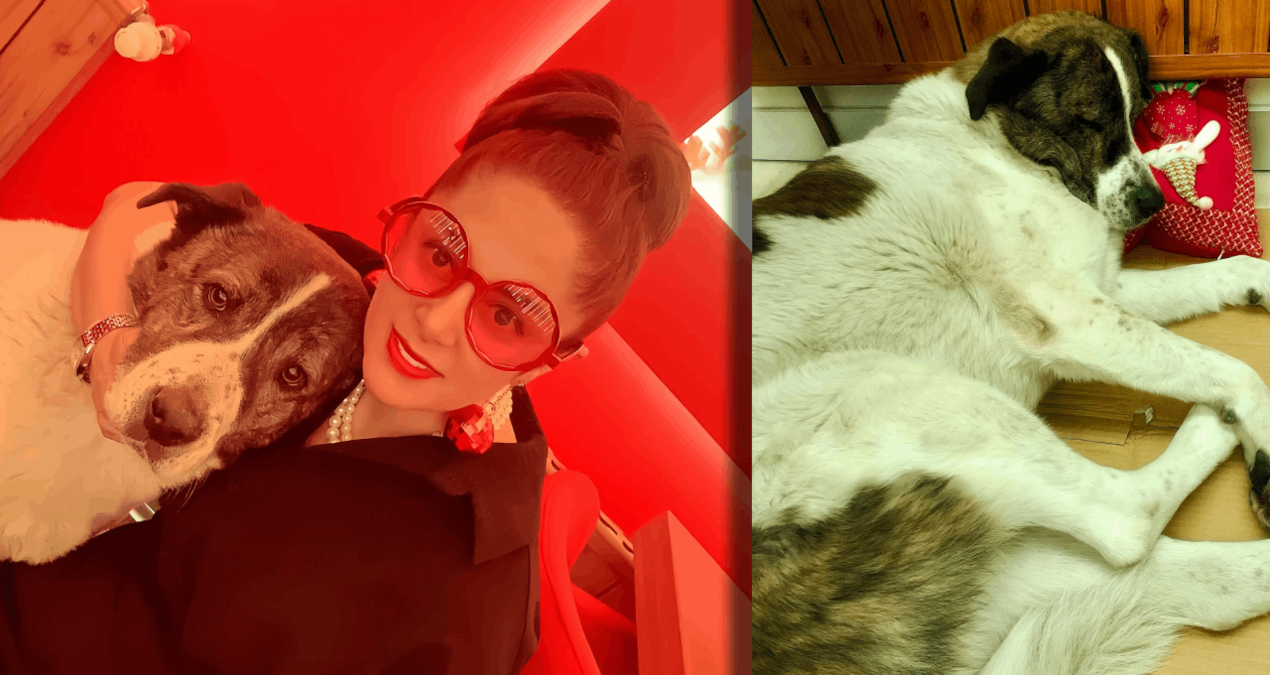 Esenyurt’ta barınakta ölen mikroçipli köpek için otopsi talep edildi